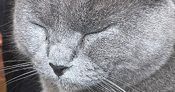 lucie pet sitter à PARIS 11 75011_1