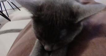 lucie pet sitter à PORT DE PILES 86220_1