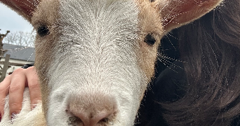 cyrielle pet sitter à LILLE 59000_4