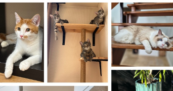 ophelie cat sitter à CHARTRES 28000_36