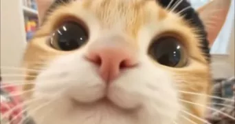 jessica pet sitter à LIGNE 44850