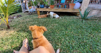 delphine dog sitter à BENODET 29950_2