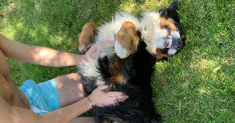 ethan pet sitter à LEVALLOIS PERRET 92300_4