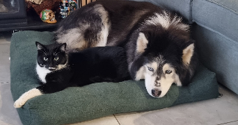 célie pet sitter à PARIS 15 75015_1