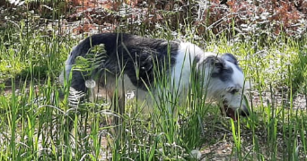 elisa pet sitter à BOE 47550_4