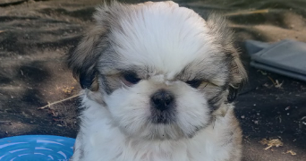 catherine pet sitter à ELANCOURT 78990_1