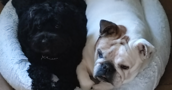 fabien pet sitter à SEINGBOUSE 57455_6