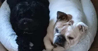 fabien pet sitter à SEINGBOUSE 57455