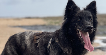 estelle pet sitter à PLAINE D ARGENSON 79360_1