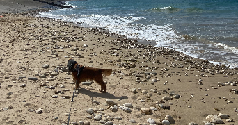 emeline pet sitter à Vif 38450_3