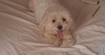 salma pet sitter à NOISY LE GRAND 93160_8