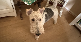 léa pet sitter à MONT ST AIGNAN 76130_8