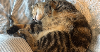 marie pet sitter à MAISONS ALFORT 94700_3