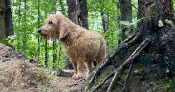 lise pet sitter à VAUCRESSON 92420_2