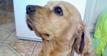 stecy pet sitter à AIX VILLEMAUR PALIS 10190_0