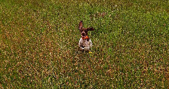 damien pet sitter à GREZIEU LA VARENNE 69290_0