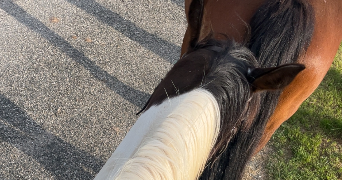 oceane pet sitter à LE PONT DE CLAIX 38800_1