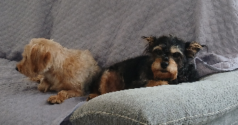 amandine pet sitter à ROUILLE 86480_0