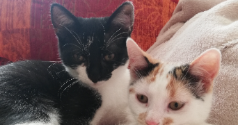 morgane pet sitter à ALGRANGE 57440_2