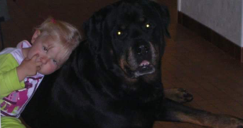 lou pet sitter à Orleans 45000_2