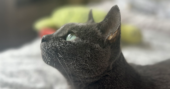 léa pet sitter à BEGLES 33130_1