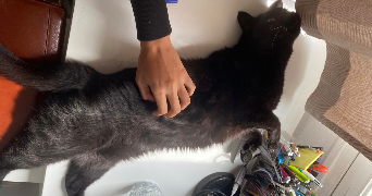 naïdie pet sitter à STRASBOURG 67000_4