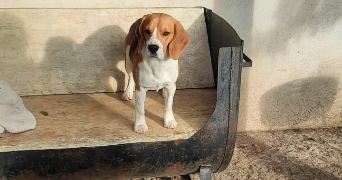 axel dog sitter à INGRANDES LE FRESNE SUR LOIRE 49123_3