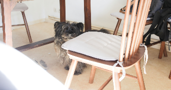 floriane pet sitter à CARBONNE 31390_7