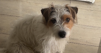 bacave pet sitter à CASTELNAU LE LEZ 34170_1