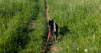 rosario pet sitter à MONTPELLIER 34080_3