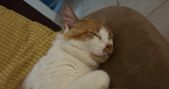 lola pet sitter à VAYRAC 46110_1