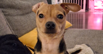 sabrina pet sitter à MONTAUBAN 82000_0