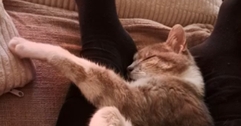 emeline pet sitter à BRUGES 33520_0