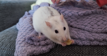 céline  pet sitter à LAMPERTHEIM 67450_3