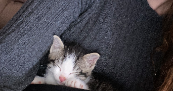 celine pet sitter à FRONTIGNAN 34110_3