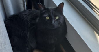 deborah pet sitter à GENTILLY 94250_2
