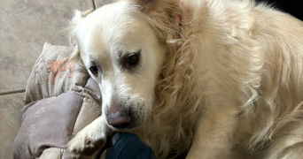 camille pet sitter à CAPESTANG 34310_4