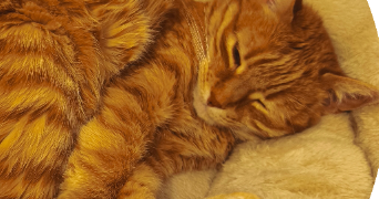 caroline pet sitter à Boulogne-Billancourt 92100_2