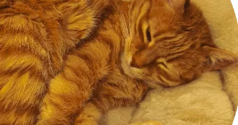 caroline pet sitter à Boulogne-Billancourt 92100