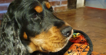 cyrielle pet sitter à SURESNES 92150_12