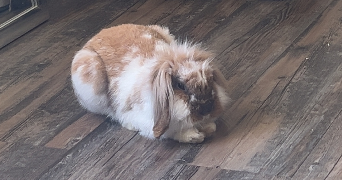 eynola pet sitter à TOULOUSE 31500_7