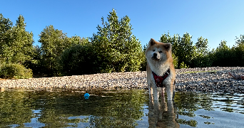 maya pet sitter à BOISSY ST LEGER 94470_6