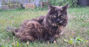 julia pet sitter à Niort 79000_20