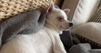 ruimin pet sitter à PARIS 13 75013_7