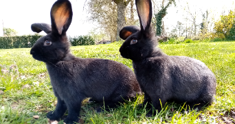 sandrine pet sitter à USSON DU POITOU 86350_3