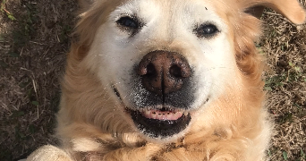 shannaz pet sitter à MURET 31600_1