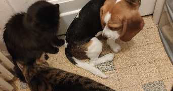 laura pet sitter à ST GENEST LERPT 42530_8