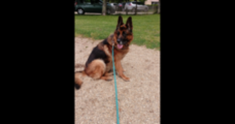 oceane pet sitter à BUXEROLLES 86180_1