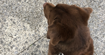 louise pet sitter à PARIS 14 75014_2