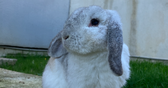 anaël pet sitter à ARACHES LA FRASSE 74300_5